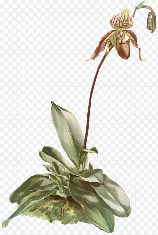 ����ֲ�ﾥ��-������