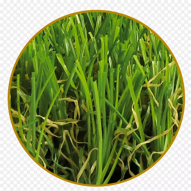 �˹���ƺ-���������-���к�ֲ��-��ɫ����-������