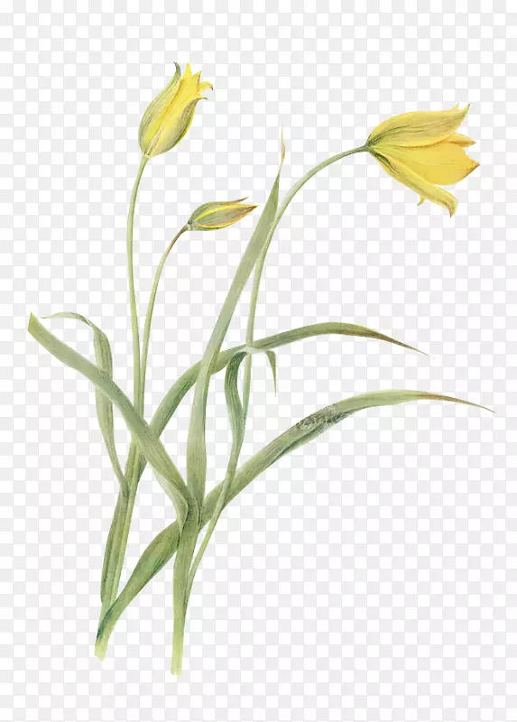 �����㻨������ֲ��-��ɫ���ܲ���-������