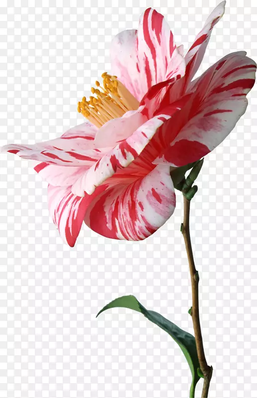 ��Ӱ.�����Ի���ˮ�ʻ�ͼ��-������