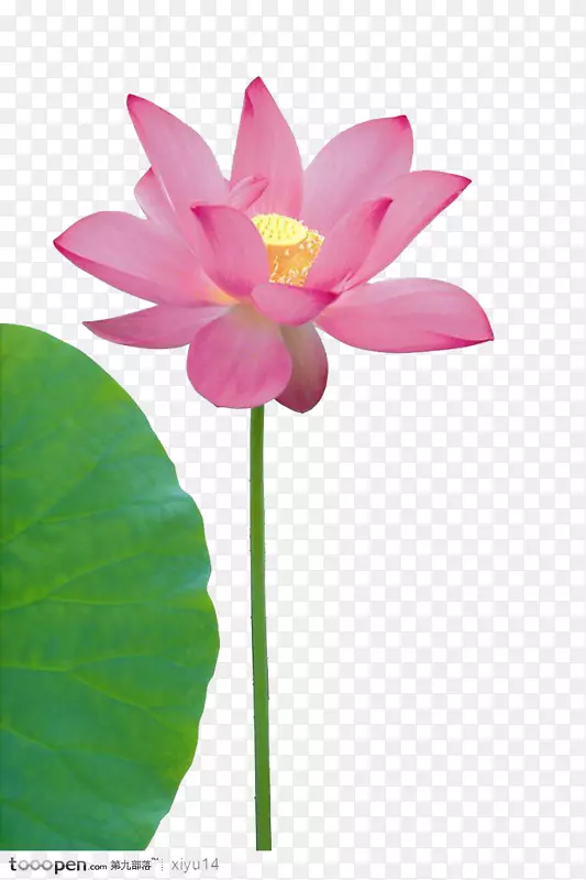 ���껨����Ӱ�������ֻ��鱦-������