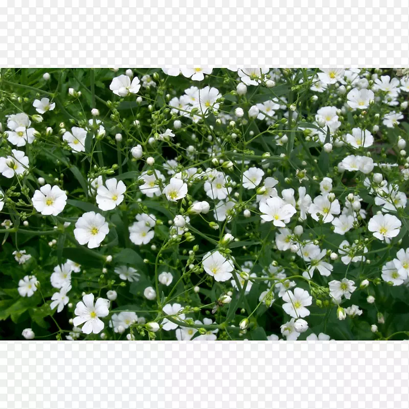 ������������ֲ��컨-������