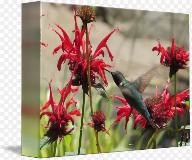 ֲ����ϵ���񿪻�ֲ��Ұ��ˮɫ����-������