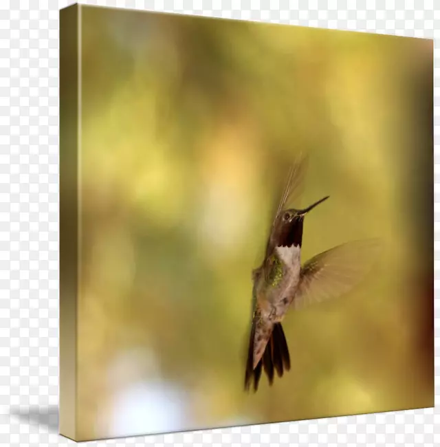 ����-ˮɫ����-������