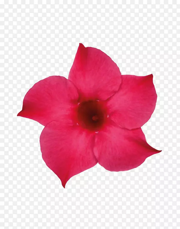 ������������ֲ���ٱ�ֲ��-������