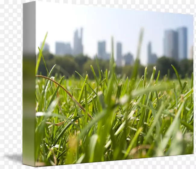 ��ƺ��ݲݵ��������-������