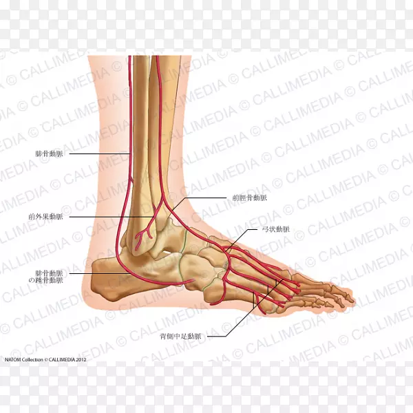 ��Ĵָ�㱳�Ŷ�����ǰ����-��ϵͳ-������