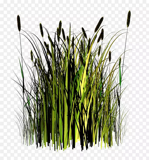 ��ľ��ľ԰�ݱ�ֲ��-������