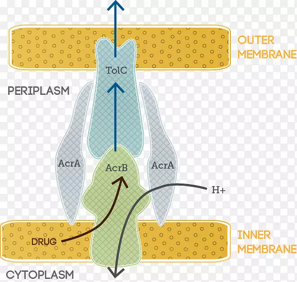 ����ϸ����Ĥ�����ش󳦸˾���ѧ-������
