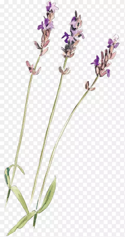 Ӣ��޹�²���ͨ��β��-������