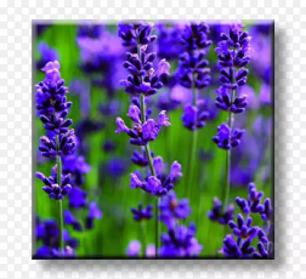 Ӣ��޹�²ݷ���޹�²ݻ�ֲ�����ӻ�-������