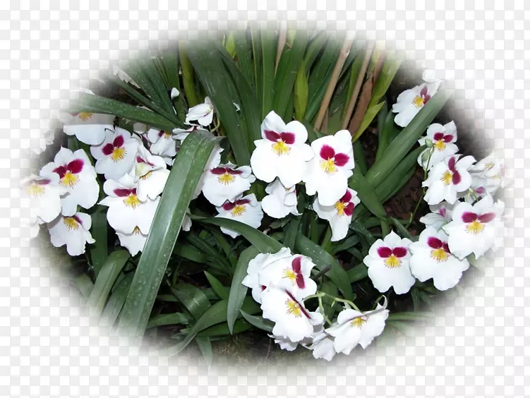 ���л���һ�����ݱ�ֲ��������-������