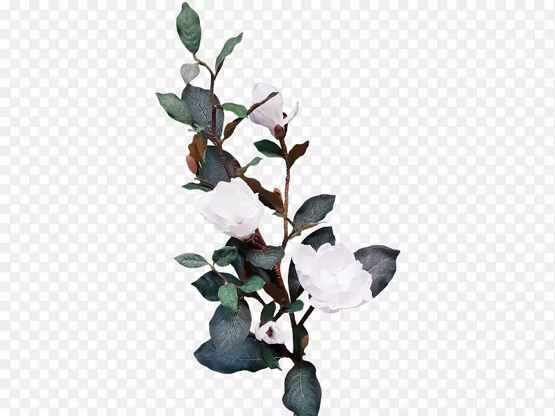 С֦����ֲ��Ҷ-Ҷ-������