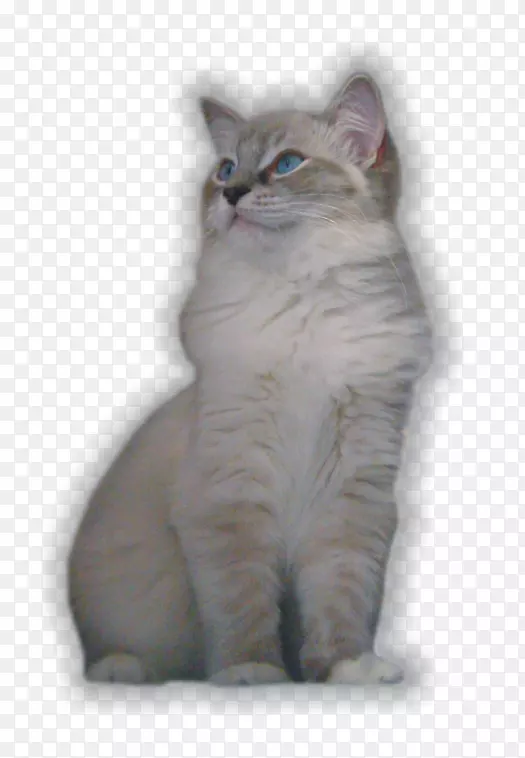 �Ĵ����Ǳ�����������è��ŷ���ټǲ�����-Сè-������