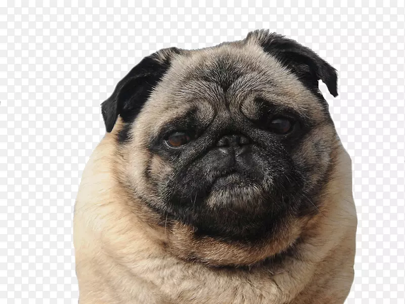 ����Ȯ��ֳͬ�鹷��߹�����-Ħ˹����-������