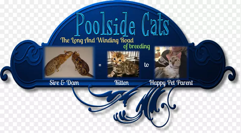 ������è�ϼ���èӢ���ټ�è���ȴ�èСè-������