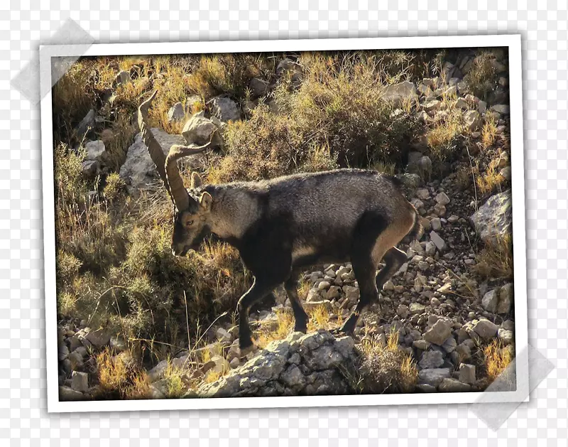 ��ɽ����Ұ���������-��-������