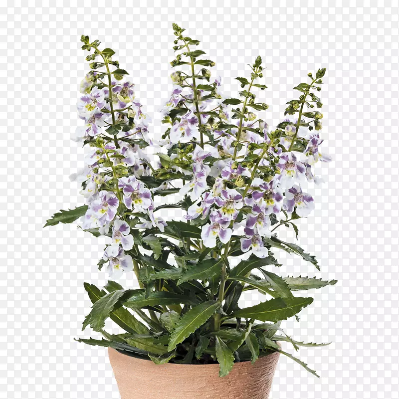 ��ͨ��β�ݻ��迪��ֲ��-������