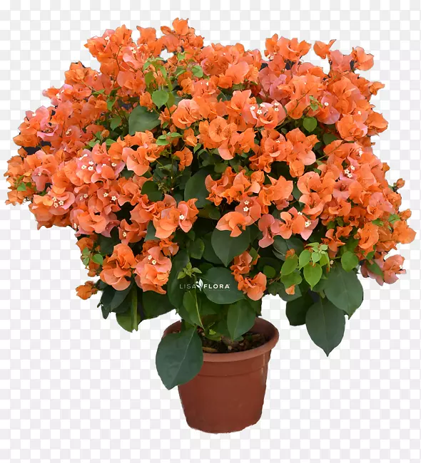 �л����Թ�ľ����ֲ����ɻ�-������