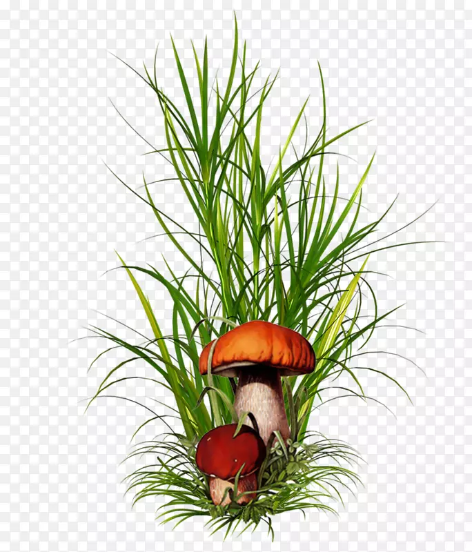 �Ӳ�����&����ֲ��-Ģ���߽�-������