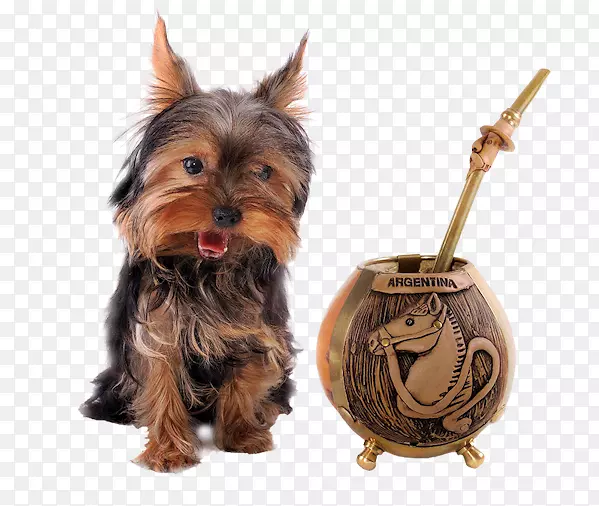 Լ�˿�С��Ȯ���Ĵ�����˿״��Ȯ���Ĵ�������Ȯ�����ﹷ-С��-������