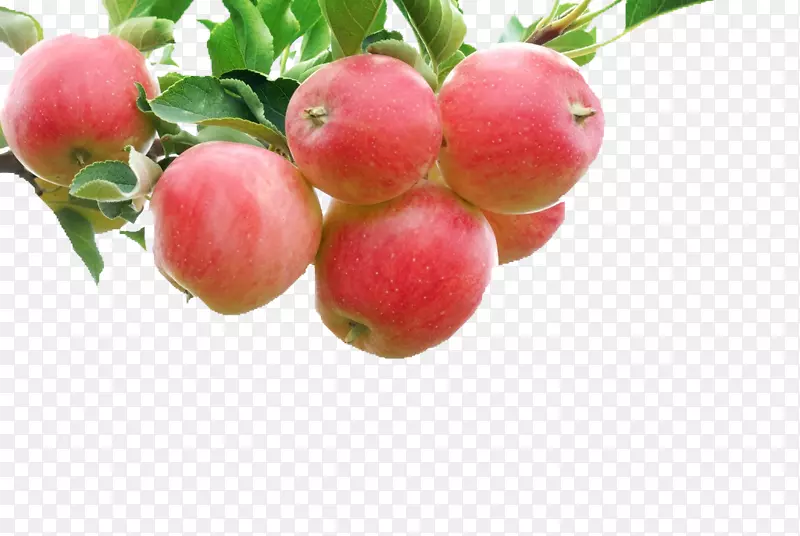 ƻ������ˮ��ʢ��-��ͨ3Dͼ��ʳƷͼ��-������