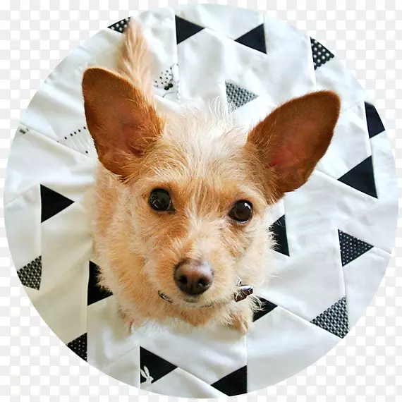 �Ĵ�����ŵά����Ȯ���������Ǹ��ޱ�ȮƷ��-С��-������