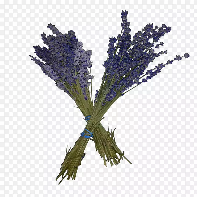 Ӣ��޹�²ݷ���޹�²�ֲ֦�ﾥ���-������