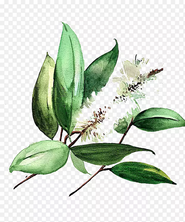 ˮ�ʻ�ͼ��-ˮ�ʻ�Ҷ��-������