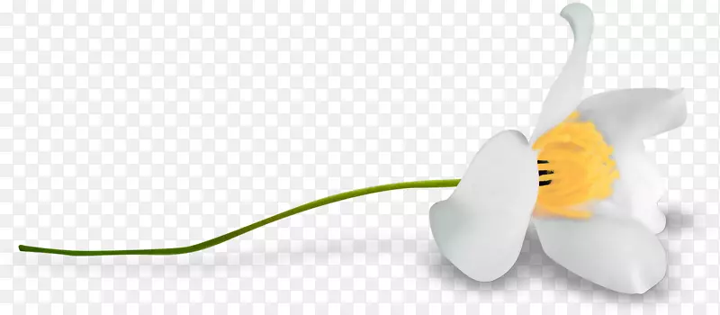 ��������ֲ��-����-������