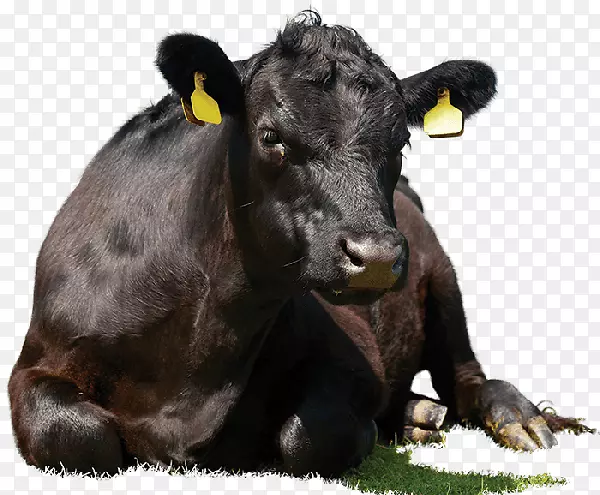 ����˹ţ�찲��˹������˹ţ�߸�������а���˹ţ-������