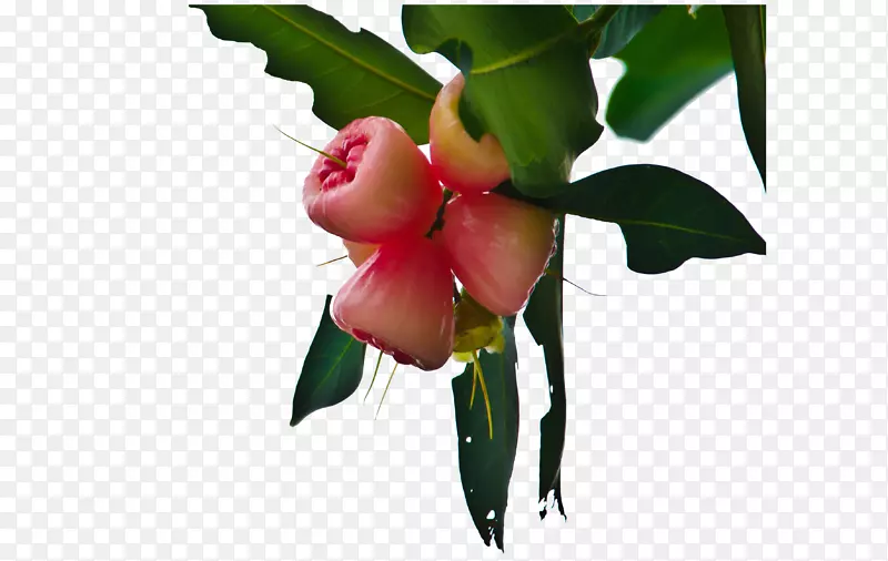 ƻ����צ��ƻ����ƻ�����������ϡ�-������