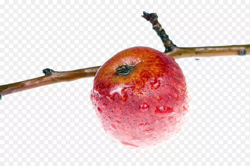 ƻ����֦ǽֽ-��ƻ����֦-������