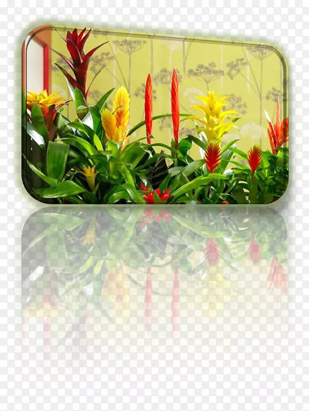 ���迪��ֲ�ﳤ���λ�-������