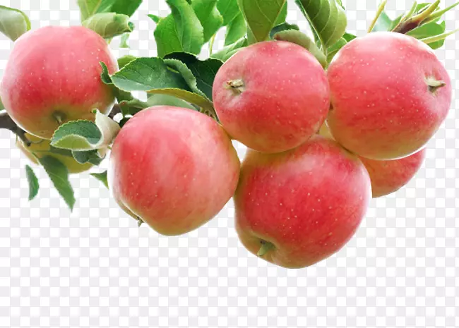 ƻ������ˮ��ʢ��-�ʺ�ƻ��-������