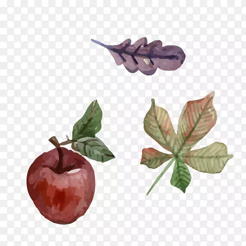 ˮ�ʻ���ͼ.ƻ������Ҷ-������