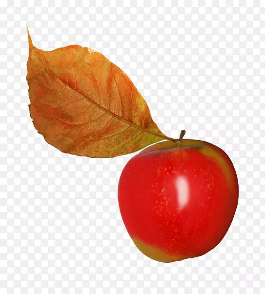 ƻ��Ҷˮ��������-ƻ��Ҷ-������