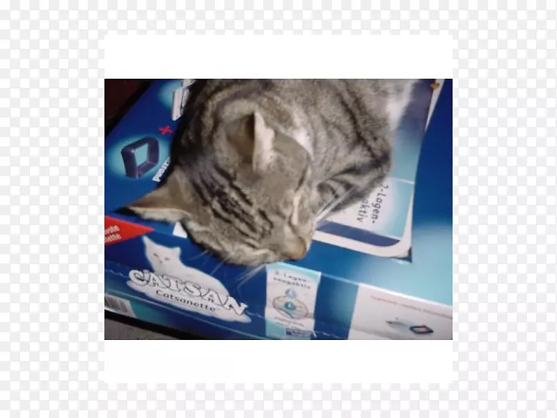 С����è����Сè-������