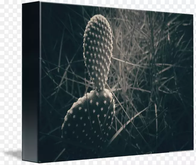 ԭľ��Ӱ�л���-�����Ʒ���-������