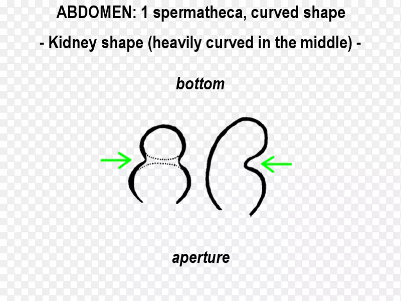 ��־ȦƷ�����-������