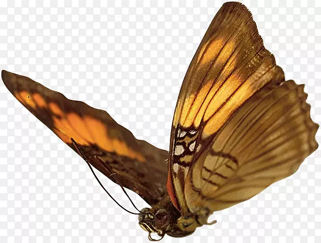 ���������ֽ���������-����-������