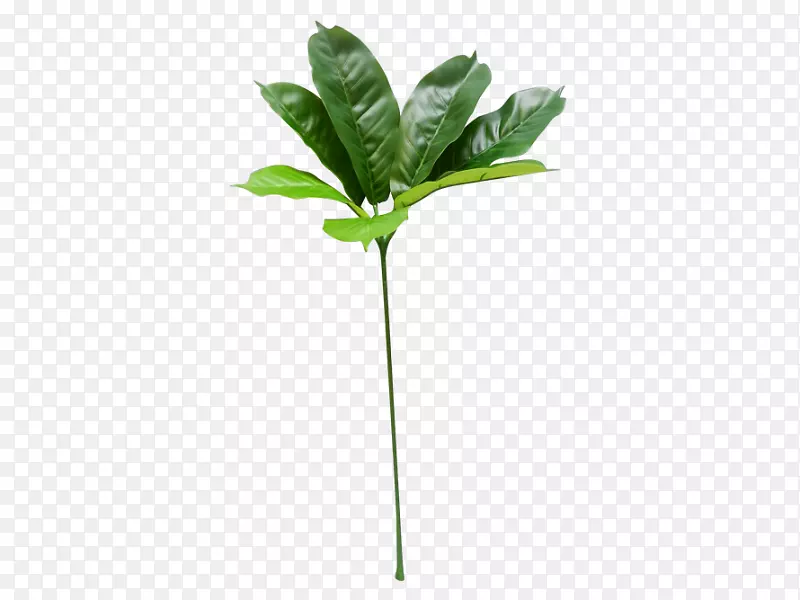 ��װPostScript����-schefflera��stachya-������