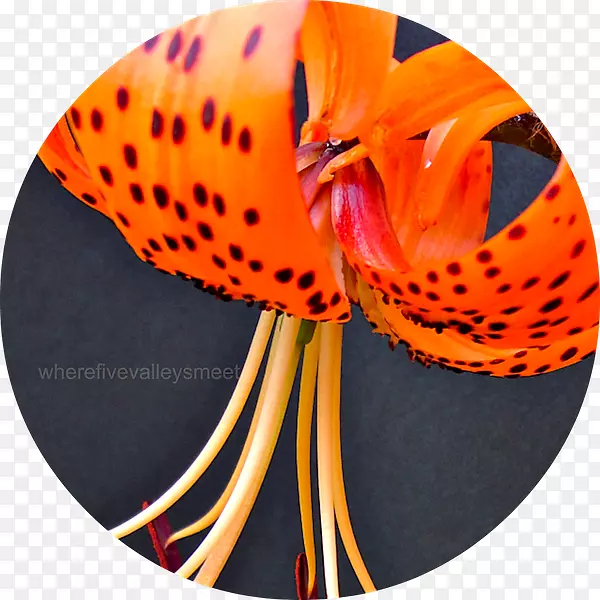 ��д-������