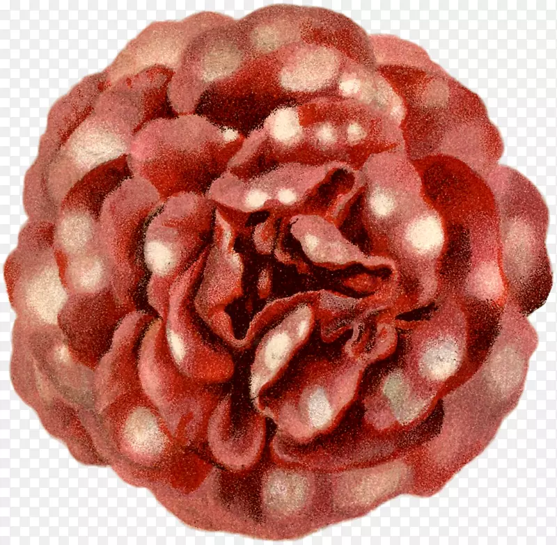 �����ڵ�-������