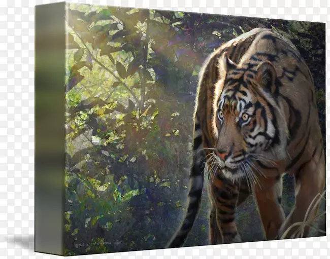 �ϻ���è½������Ұ������-�ϻ�-������