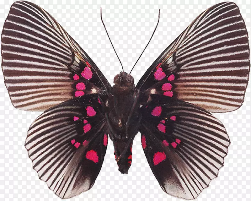 ��������Ʒ.��������걾�ɼ�-����-������