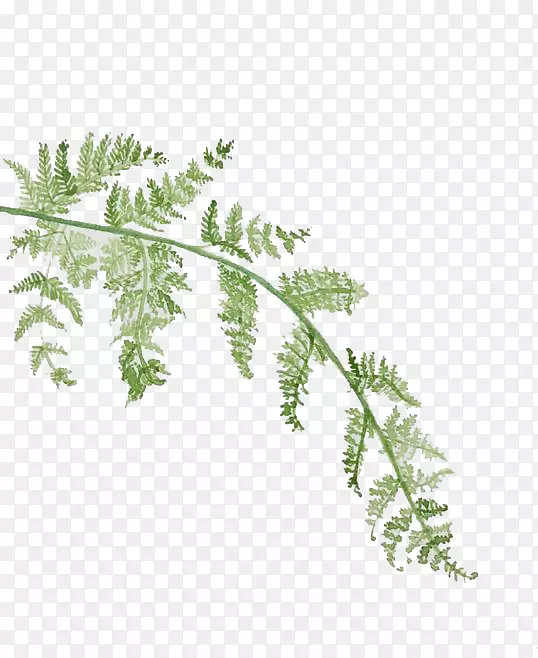 Ҷˮ�ʻ�.ˮ�ʻ�Ҷ-������