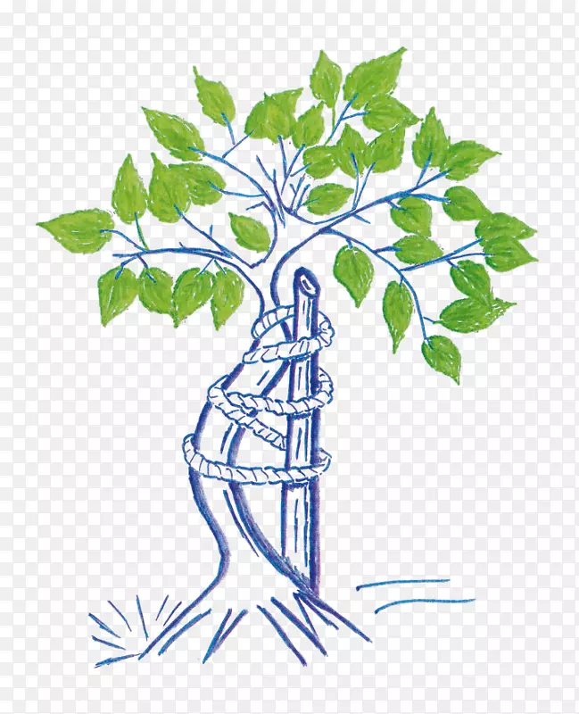 ֲ�ﾥ������Ҷ����ֲ�������Ҷ-������