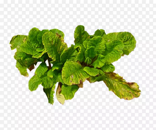 ����Ҷֲ��-��Ҷ�߲�-������