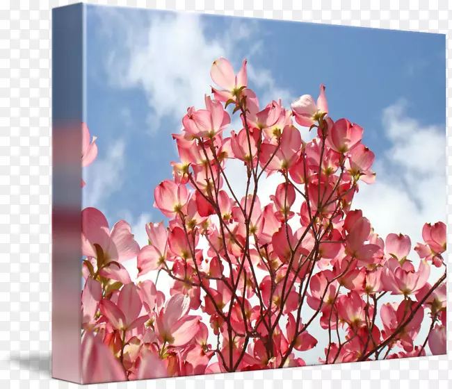 ����ɽ���Ƿ���ӡ��������-������